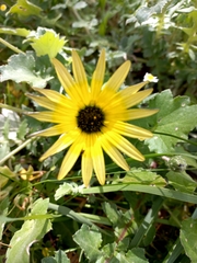 Arctotheca calendula