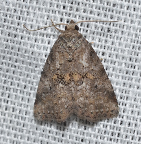 Hyperstrotia nana Hübner, 1818