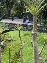 Pittocaulon praecox