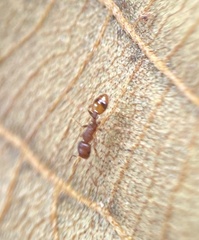 Temnothorax schaumii