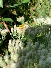 Thomisidae