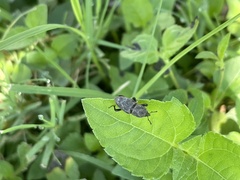 Sphenophorus coesifrons