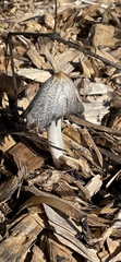 Coprinopsis variegata