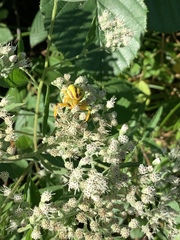 Thomisidae