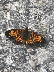 Phyciodes tharos