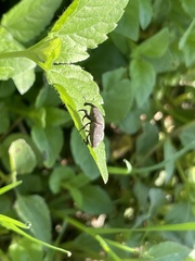 Sphenophorus coesifrons