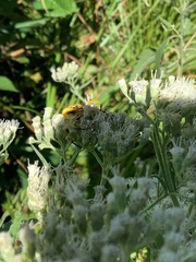 Thomisidae