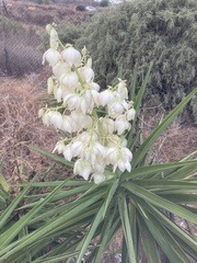 Yucca gigantea