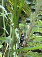 Sphenarium