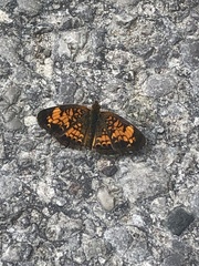 Phyciodes tharos