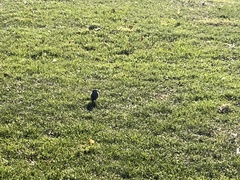 Sturnus vulgaris