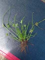 Cyperus squarrosus