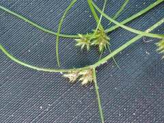 Cyperus squarrosus