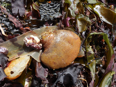 Aplidium californicum
