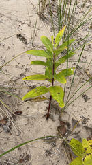 Asclepias syriaca