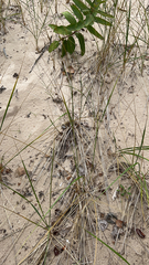 Ammophila breviligulata