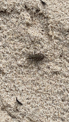 Cicindela repanda
