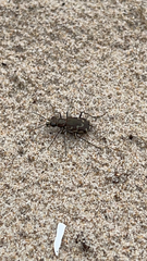 Cicindela repanda