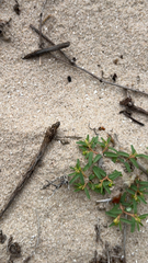 Euphorbia polygonifolia