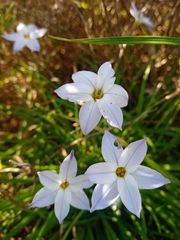 Ipheion uniflorum