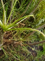 Pittocaulon praecox