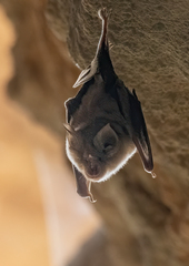 Rhinolophus euryale