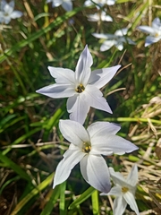 Ipheion uniflorum