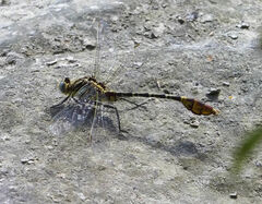 Dromogomphus spoliatus