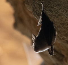 Rhinolophus euryale
