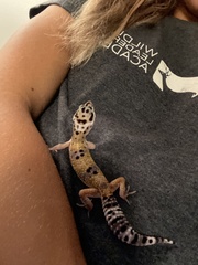 Eublepharis macularius