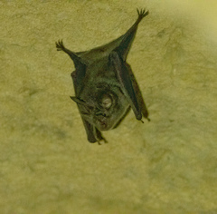 Rhinolophus euryale