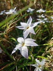 Ipheion uniflorum