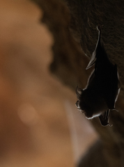 Rhinolophus euryale