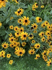 Rudbeckia fulgida