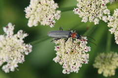 Oedemera croceicollis