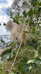 Clematis ligusticifolia