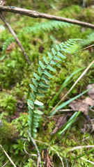 Asplenium platyneuron
