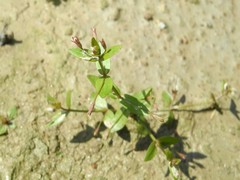 Lindernia procumbens