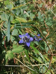 Gentiana septemfida