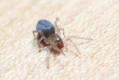 Clubionidae