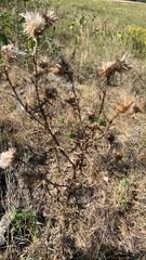Cirsium vulgare