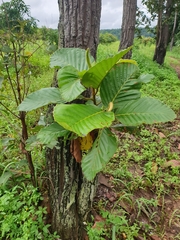 Dipterocarpus obtusifolius