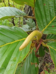 Dipterocarpus obtusifolius