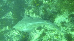 Pseudobatos productus