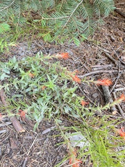 Castilleja applegatei