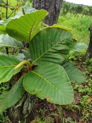 Dipterocarpus obtusifolius