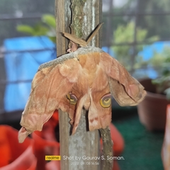 Antheraea