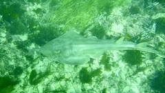 Pseudobatos productus