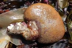 Aplidium californicum