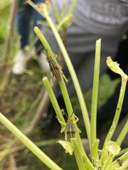 Sphenarium purpurascens